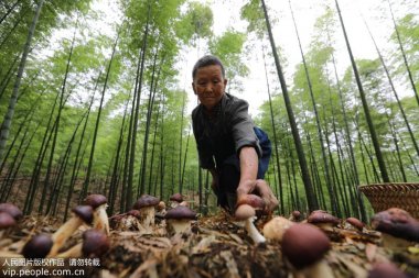 又帶動山區(qū)農氣流粉碎機民增收致富